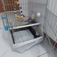 عروس هلندی|پرنده|اصفهان, باغ کاران|دیوار