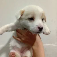 سگ پا کوتاه|سگ|رشت, دیلمان|دیوار