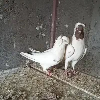 نرماده پرشی