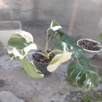 برگ انجیری ابلق