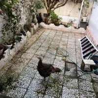 بوقلمون ماده|پرنده|رشت, آزادگان|دیوار