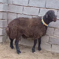 بره قوچ قره قزل دورگه