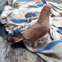 فروش تاپ پرتقالی یتیکه|پرنده|کارون, |دیوار