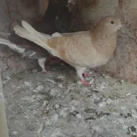 چند جفت کفتر پرشی