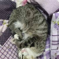 واگذاری گربه|گربه|اردبیل, |دیوار