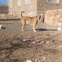 پژدر|سگ|فریمان, |دیوار