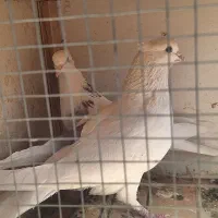 سه عدد کفتر نر ماده دوتا طوقی|پرنده|نورآباد, |دیوار