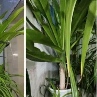 گل بدون گلدان