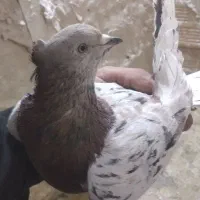 پیداشده کفتر