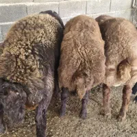 بره قوچی هترو|حیوانات مزرعه|کلاله, |دیوار