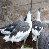 فروش ۳ غاز