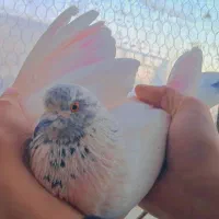 لوستر کفتر یا کبوتر