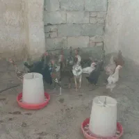 جوجه محلی شروره ایی