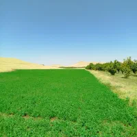 فروش زمین ۳۰۰۰ متری|فروش زمین و ملک کلنگی|شاهین دژ, |دیوار