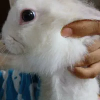 خرگوش چشم دورنگ|موش و خرگوش|قم, شاه ابراهیم|دیوار