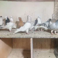 کبوتر رنگی|پرنده|اقبالیه, |دیوار