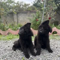 یک جفت ژرمن نر ماده خریدار واقعی تخفیف داره.|سگ|رودسر, |دیوار