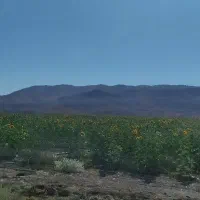 خریدار نیم ساعت آب