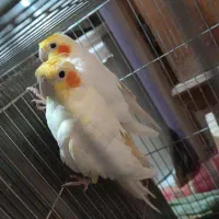 یک جفت عروس هلندی|پرنده|دلیجان, |دیوار