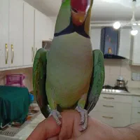 شاه طوطی اسکندر نر شاه تخم درشت و کشیده رام و دستی|پرنده|تهران, زعفرانیه|دیوار