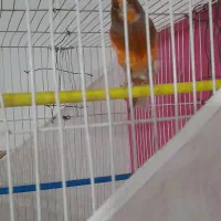 سه عددقناری|پرنده|مشهد, رده|دیوار