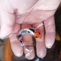 ماهی کوی و گلدفیش