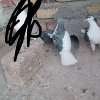 کبوتر فروش ماده