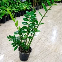 حراجی ویژه تا آخر هفته