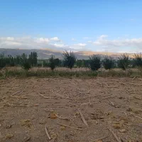 زمین کشاورزی کلوانس|فروش زمین و ملک کلنگی|صفائیه, |دیوار