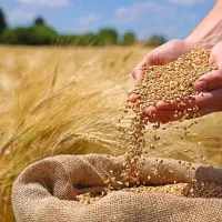 فروش گندم رقم باران