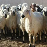 فروش گوسفند