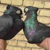 کبوتر زاغ ابادانی