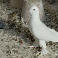 کبوتر قزقن سالم|پرنده|باسمنج, |دیوار