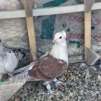 کله سفید کاکلی|پرنده|بیرجند, |دیوار