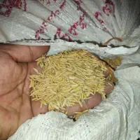 برنج اصل