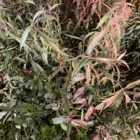 باغ ۴ دیواری ۲ بر جاده گاز ناجی آباد