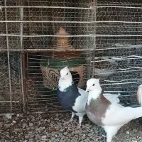 یه جفت طوقی تاجی با جوجه