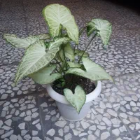 سینگونیوم ابلق|گل و گیاه طبیعی|رشت, پل تالشان|دیوار