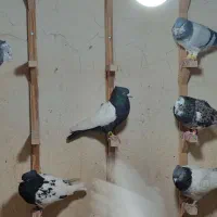 کفتر رنگی آس|پرنده|شیراز, لاله|دیوار