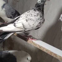 کبوتر|پرنده|مشکین‌دشت, |دیوار