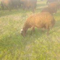 بره ماده چاق وقوچ3شیره جنس