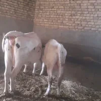 ۱۱ماهه