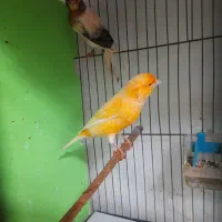 قناری رو جوجه|پرنده|قائمشهر, |دیوار