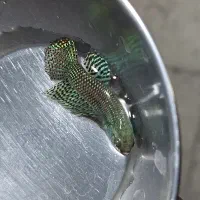 فایتر ایلین گرین صیدی