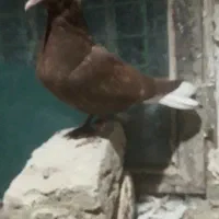 دم سفیدبدون رخ ۱۴ دم پاک|پرنده|چناران, |دیوار