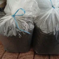 چای ممتاز گیلان بهاره امساله