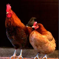 فروش