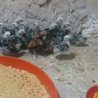 جوجه سیبرایت یک ماهه