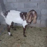 بزدوقلو زا|حیوانات مزرعه|گنبکی, |دیوار