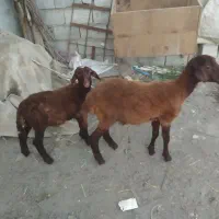 دو عدد بره افشار ماده